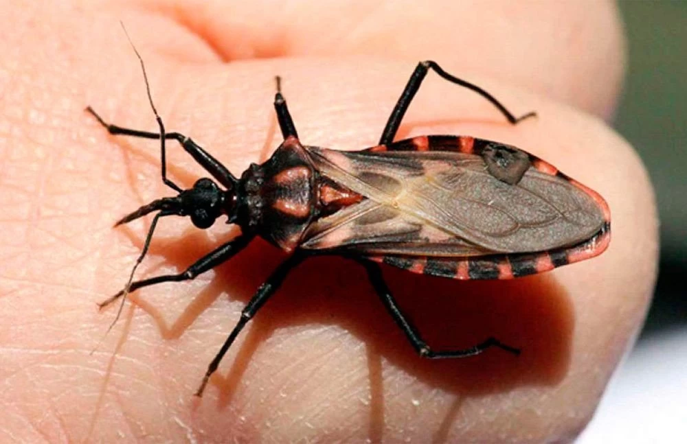 Tìm hiểu bọ xít hút máu và cách ngăn chúng xuất hiện trong nhà bạn