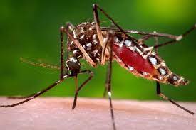 Muỗi gây sốt xuất huyết và muỗi thường phân biệt như thế nào?