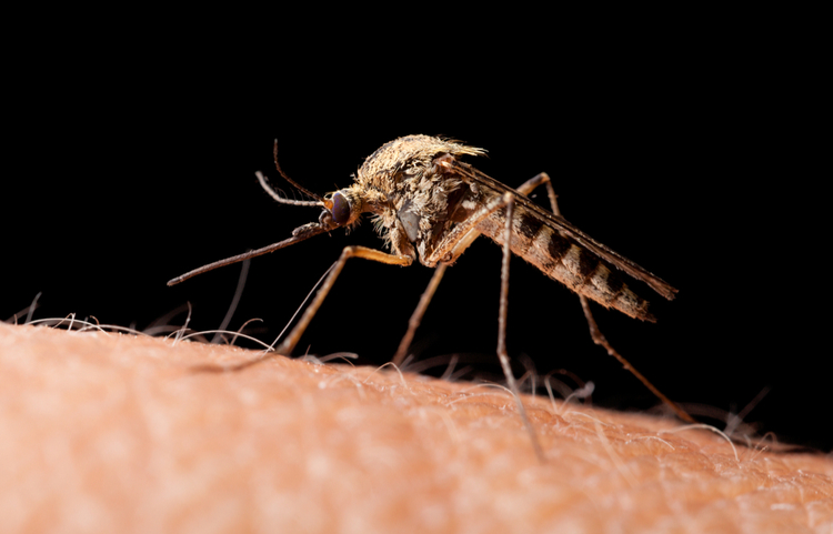 Tuổi thọ của muỗi và sự nguy hiểm của loài "SÁT THỦ" bé nhỏ